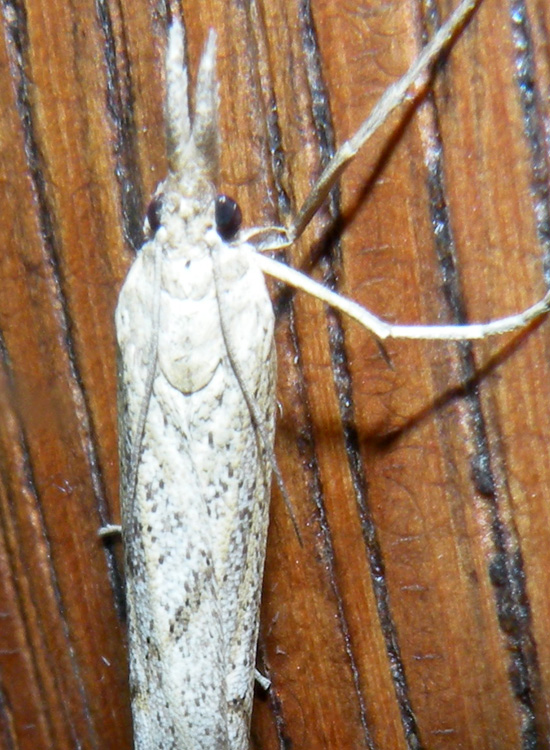 Pediasia contaminella (Crambidae)?